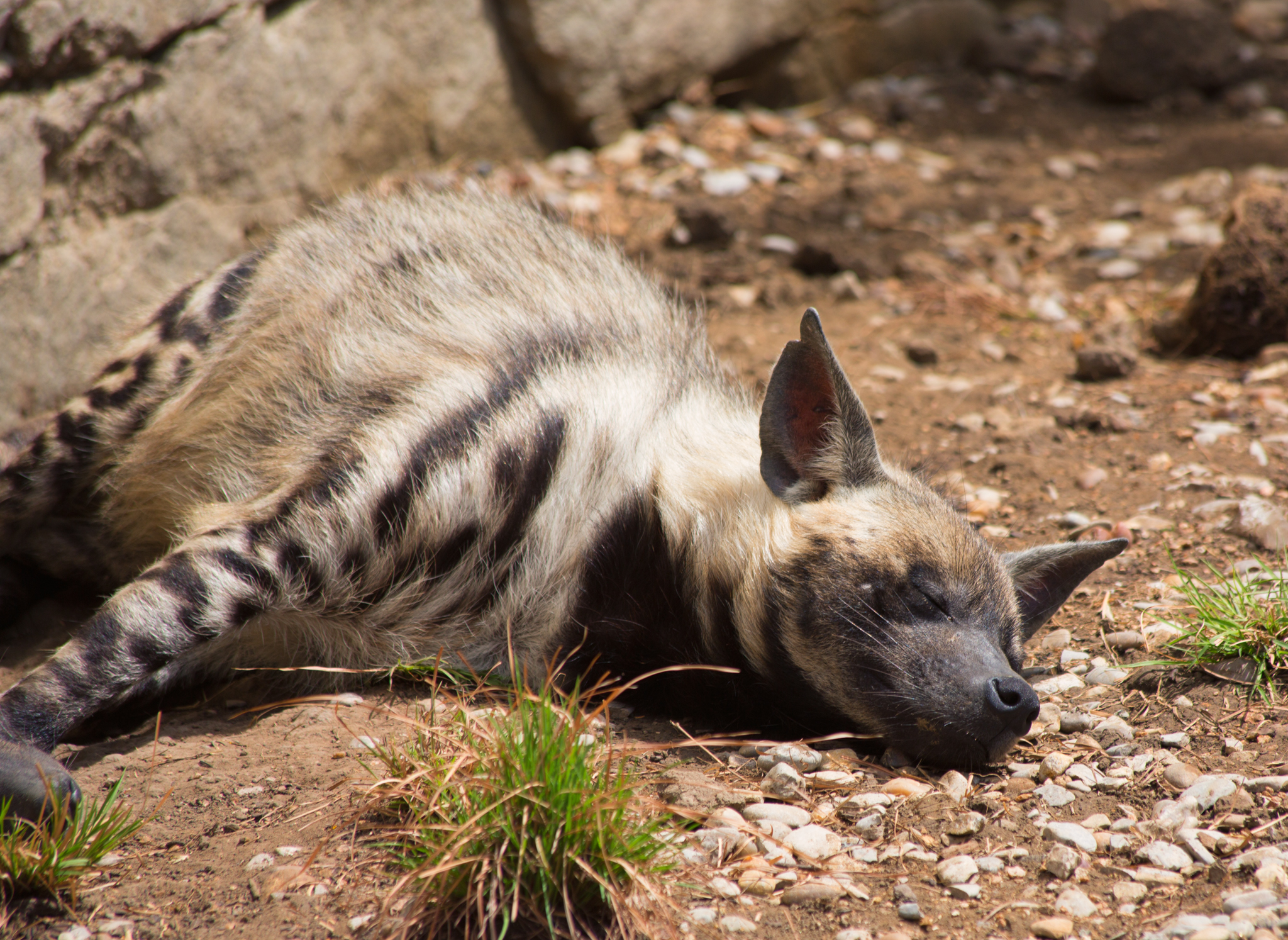 Tired Hyena, Fort Worth Zoo