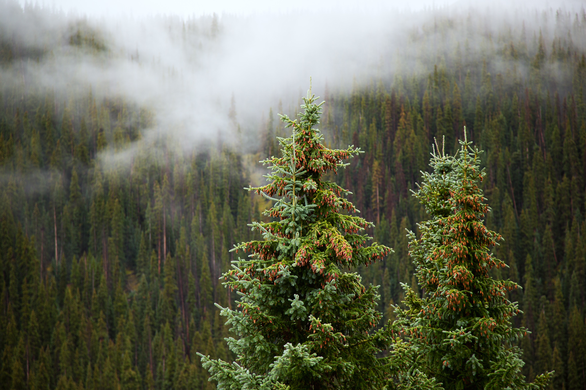 Trees in the Fog, San Juan National Forest, CO