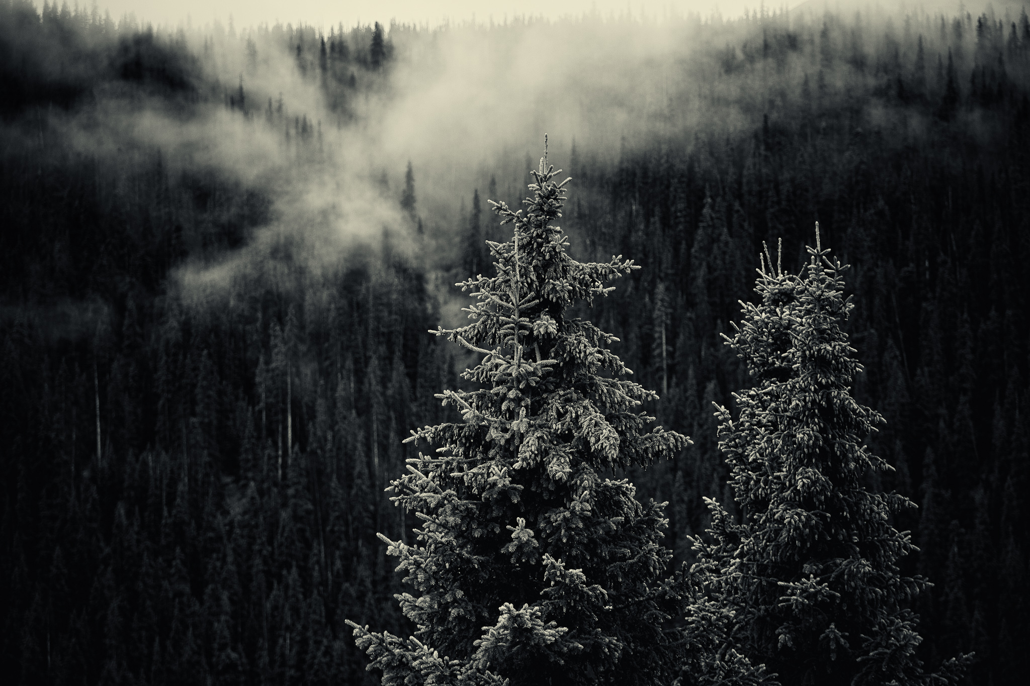 Trees in the Fog - B&W, San Juan National Forest, CO