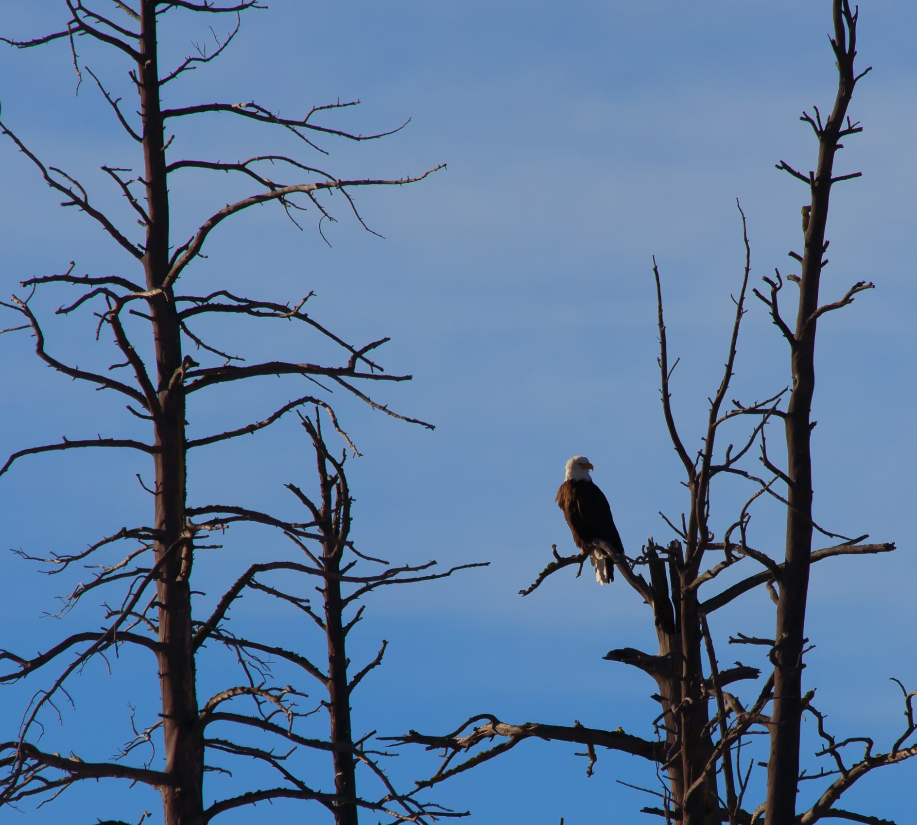 Bald Eagle near the Gibbon River, Yellowstone National Park, WY