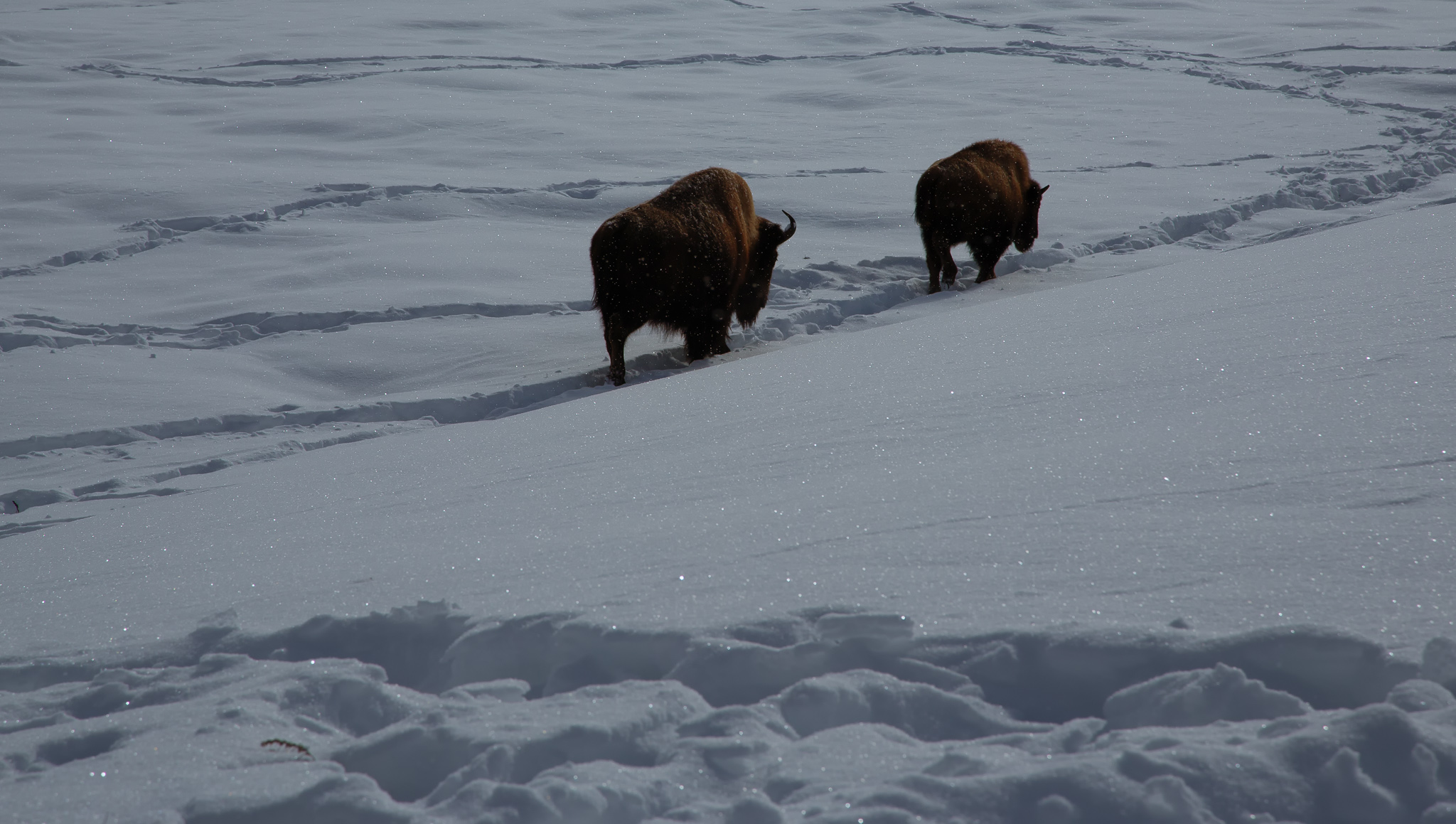 Bison Walking Through the Snow, Yellowstone National Park
