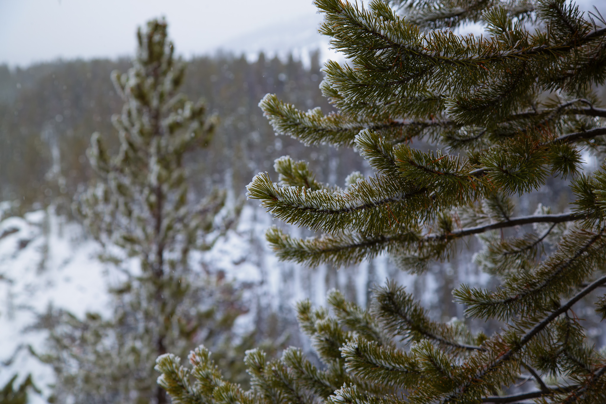 Snow Covered Trees, Yellowstone National Park