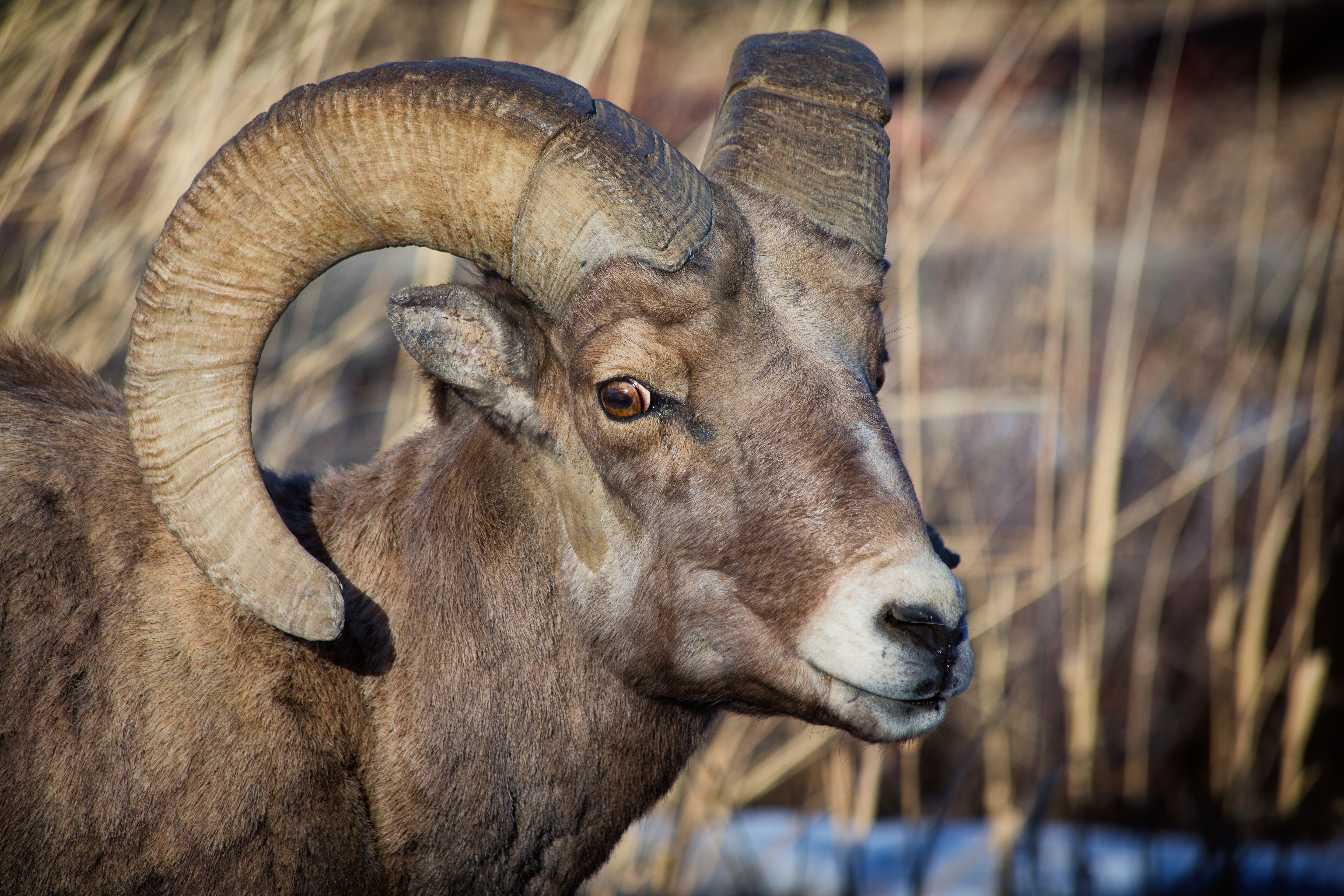 Rocky Mountain Bighorn Sheep - North Fork Shoshone River, Wyoming