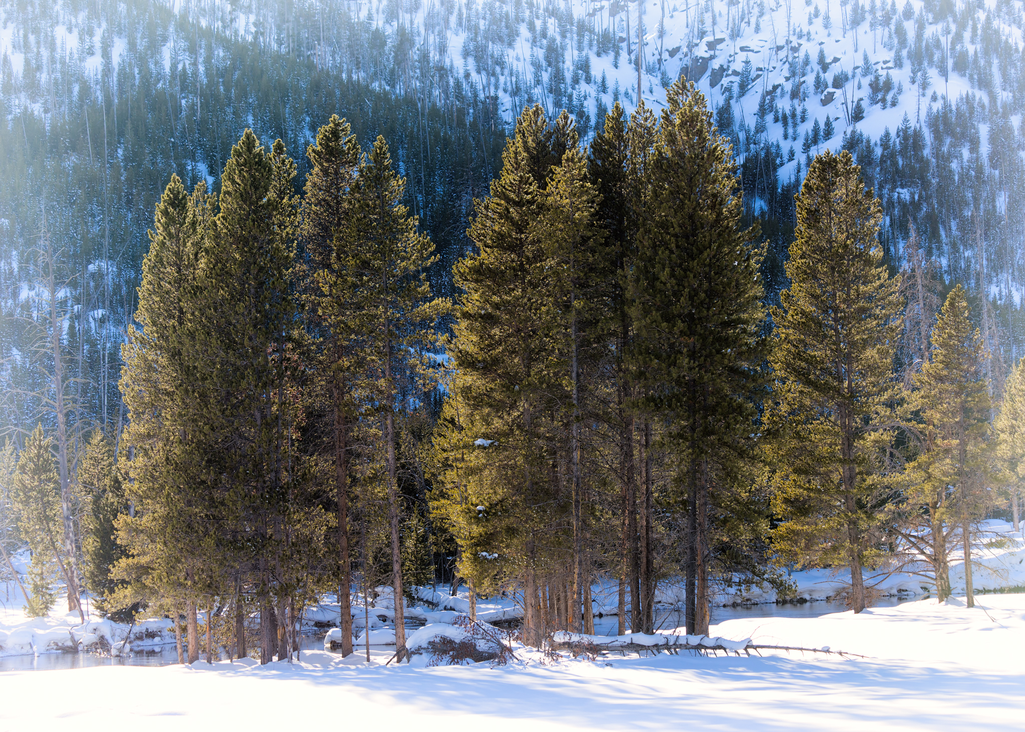 Trees in Yellowstone - After Post-Processing